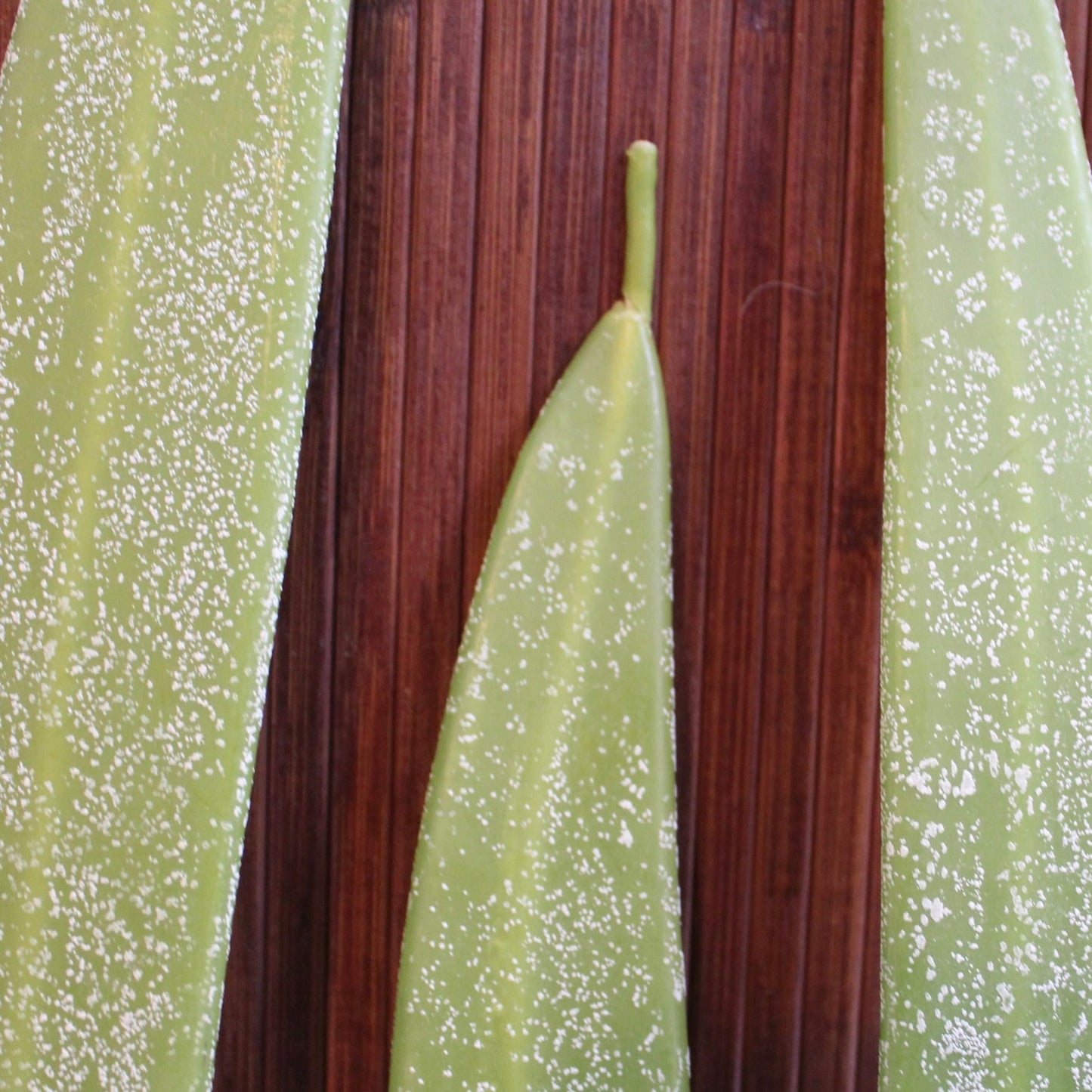 Hurd Beeswax Candles, Freemark Abbey Winery, St Helena, California, U.S.A.  