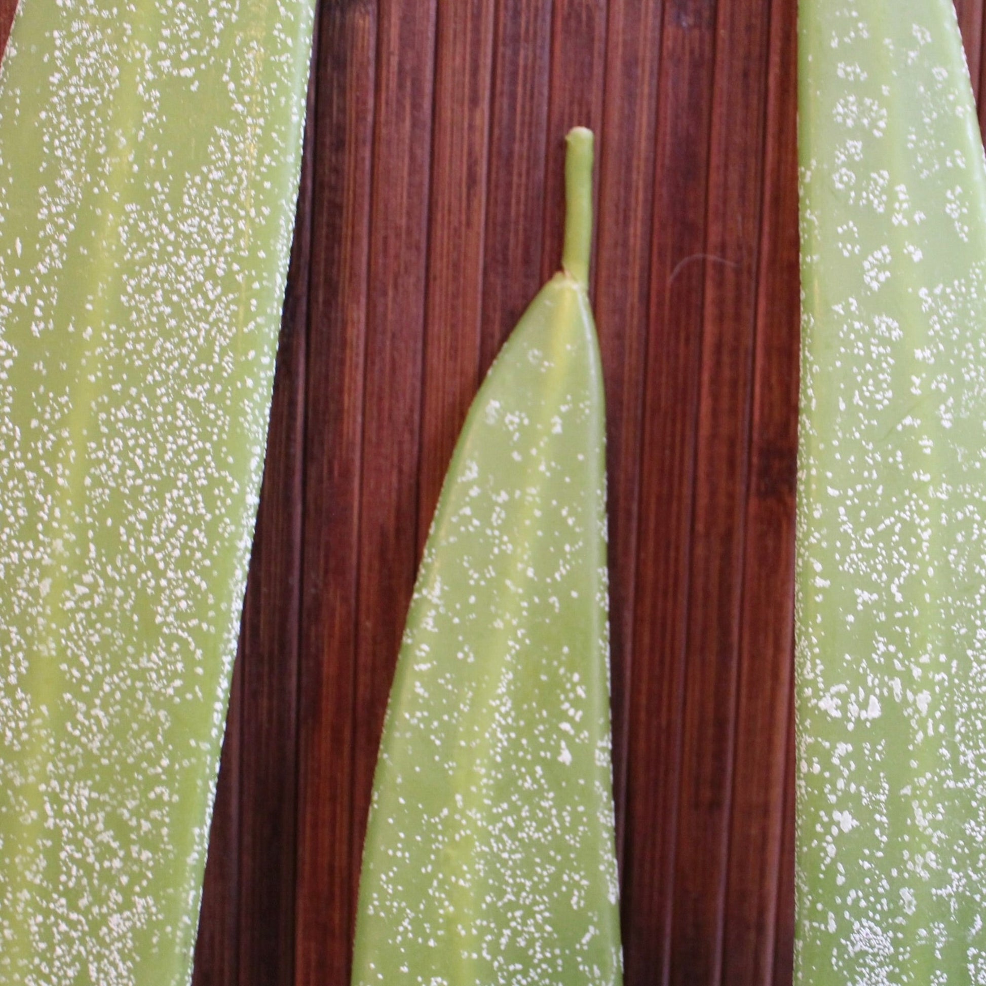 Hurd Beeswax Candles, Freemark Abbey Winery, St Helena, California, U.S.A.  