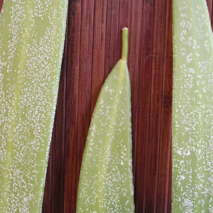 Hurd Beeswax Candles, Freemark Abbey Winery, St Helena, California, U.S.A.  