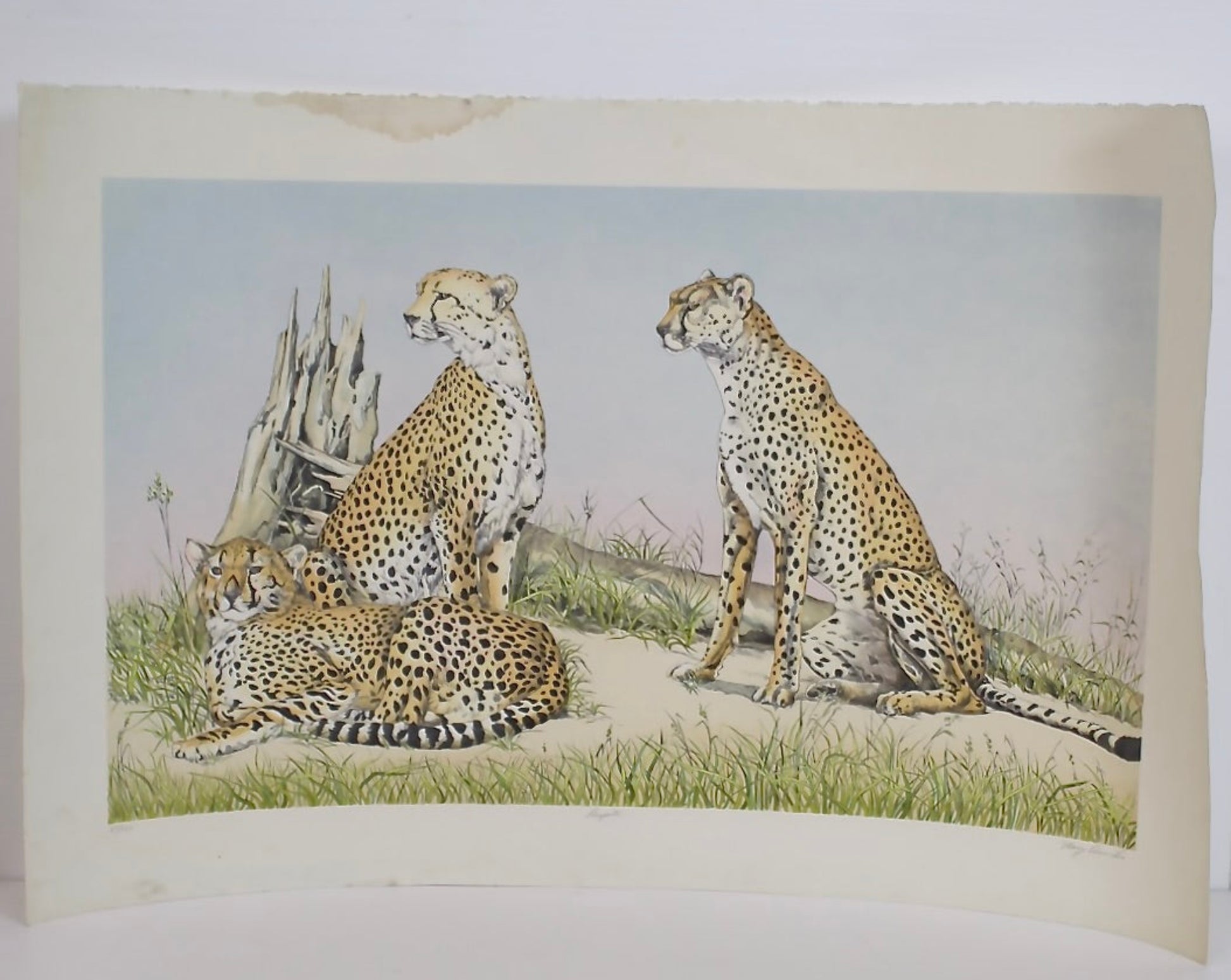 "Respite" by Mary Ann Tis | signed print