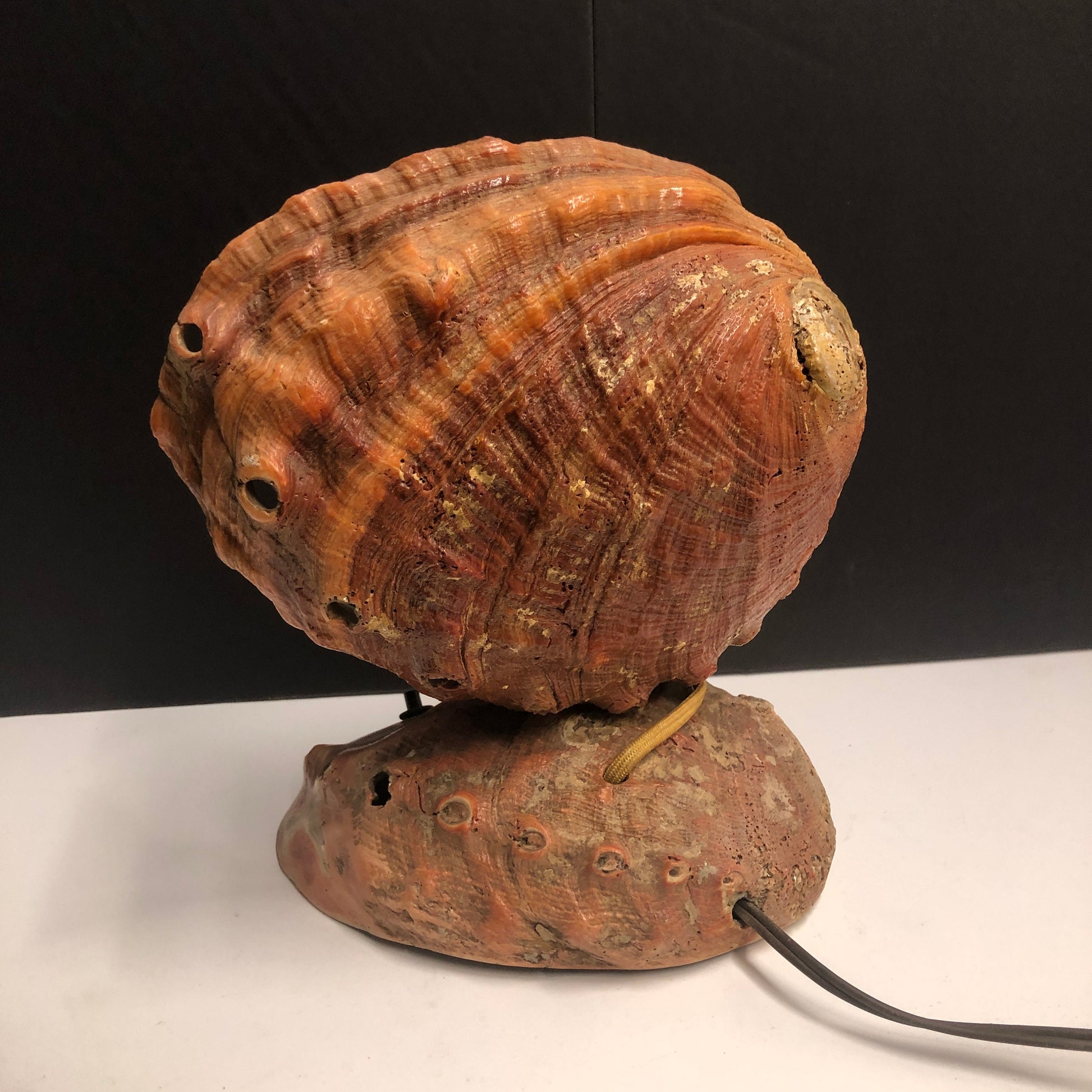 Large Seashell Accent Light