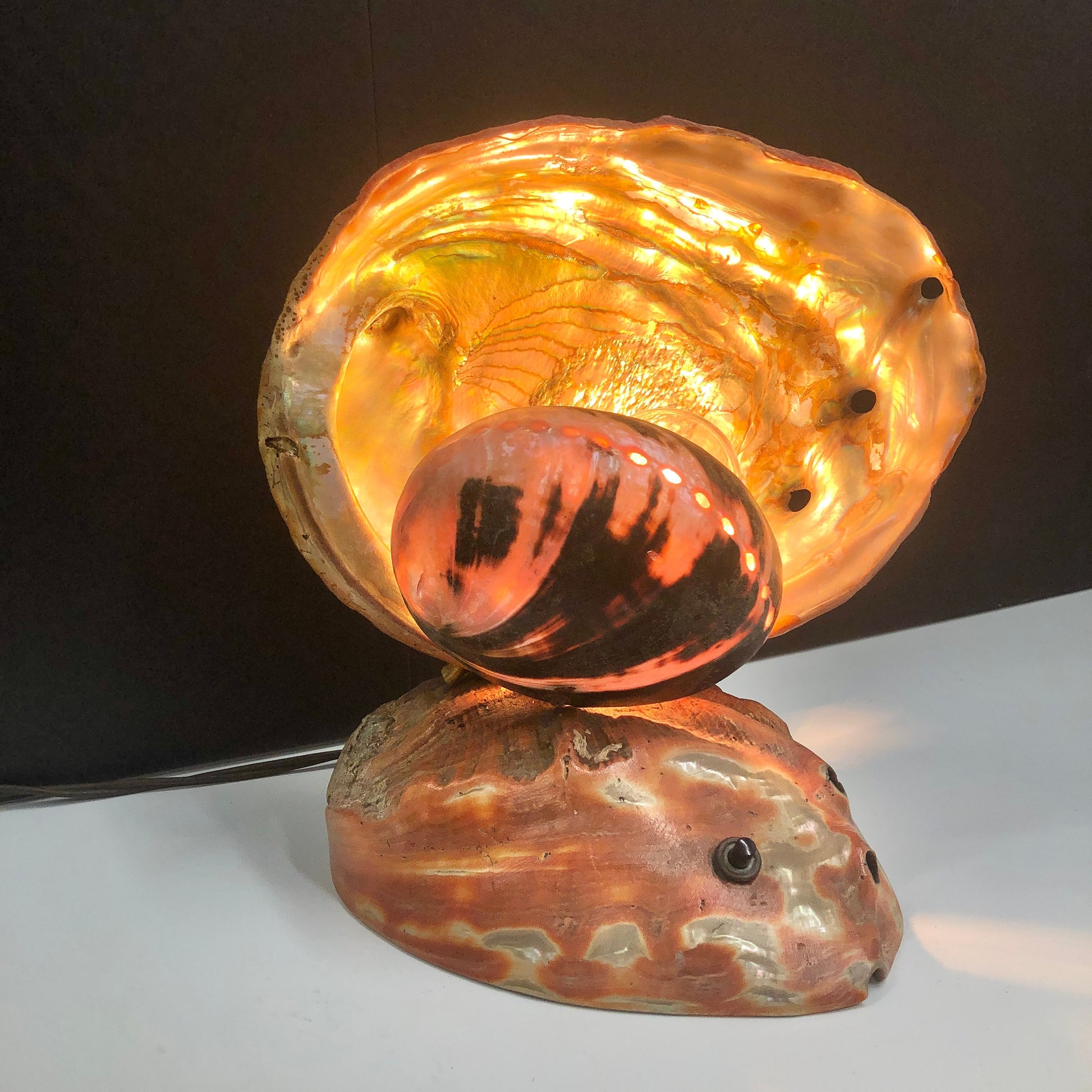 Large Seashell Accent Light, coastal design, one of a kind lamp.